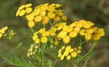 Tansy