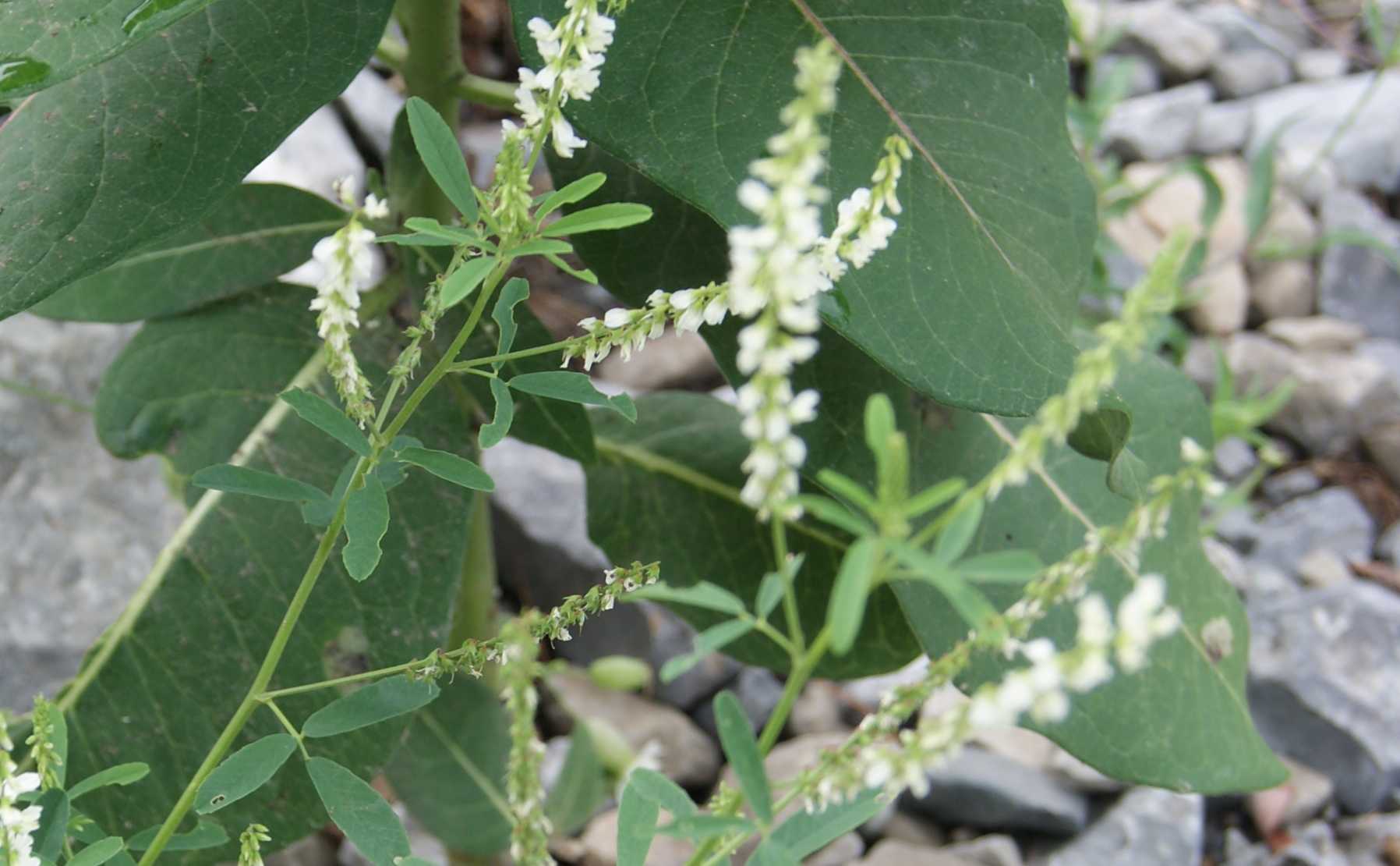 White Sweet Clover