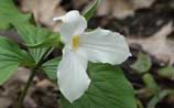 White Trillium