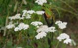 Yarrow