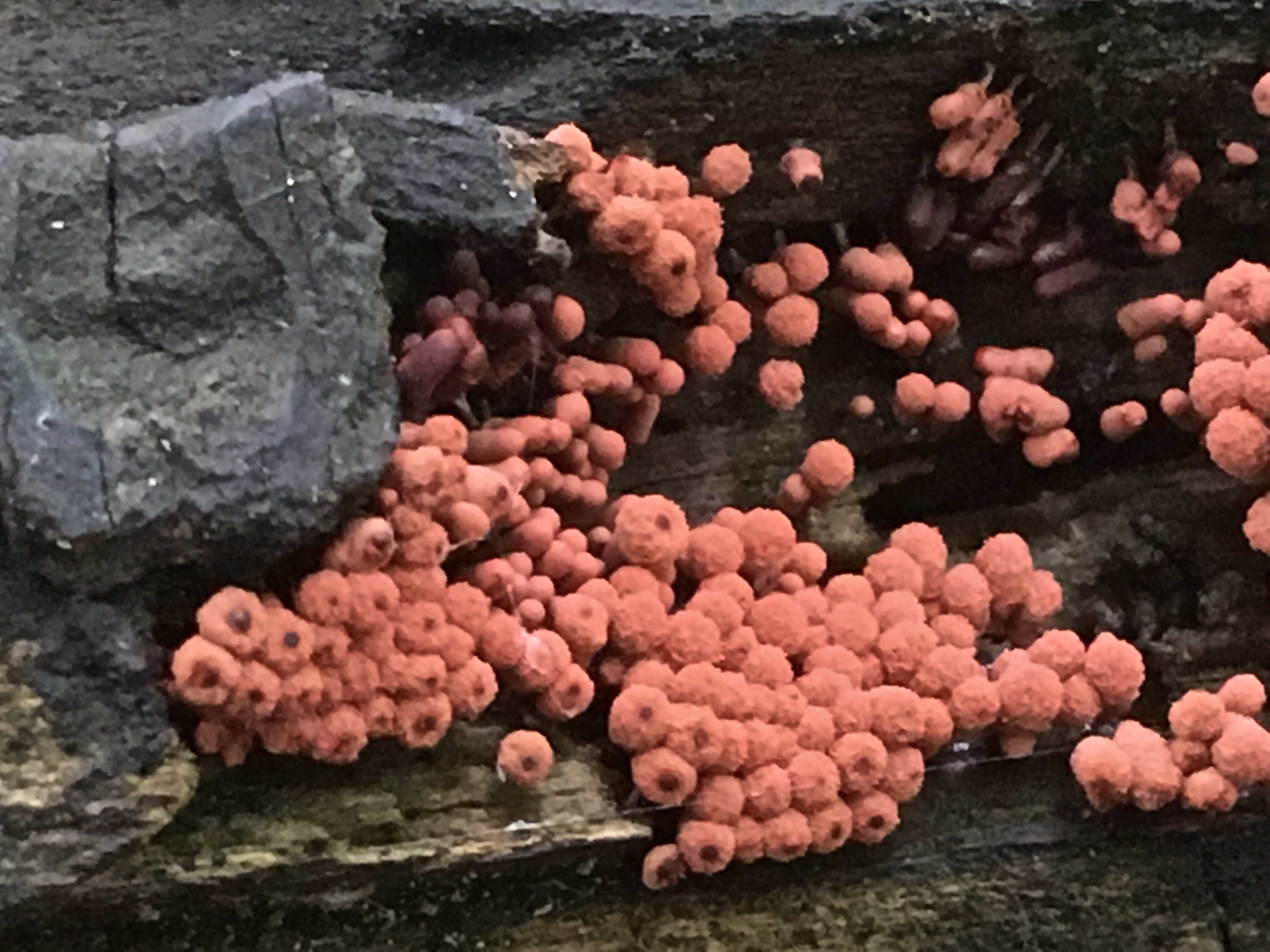 arcyria denudata