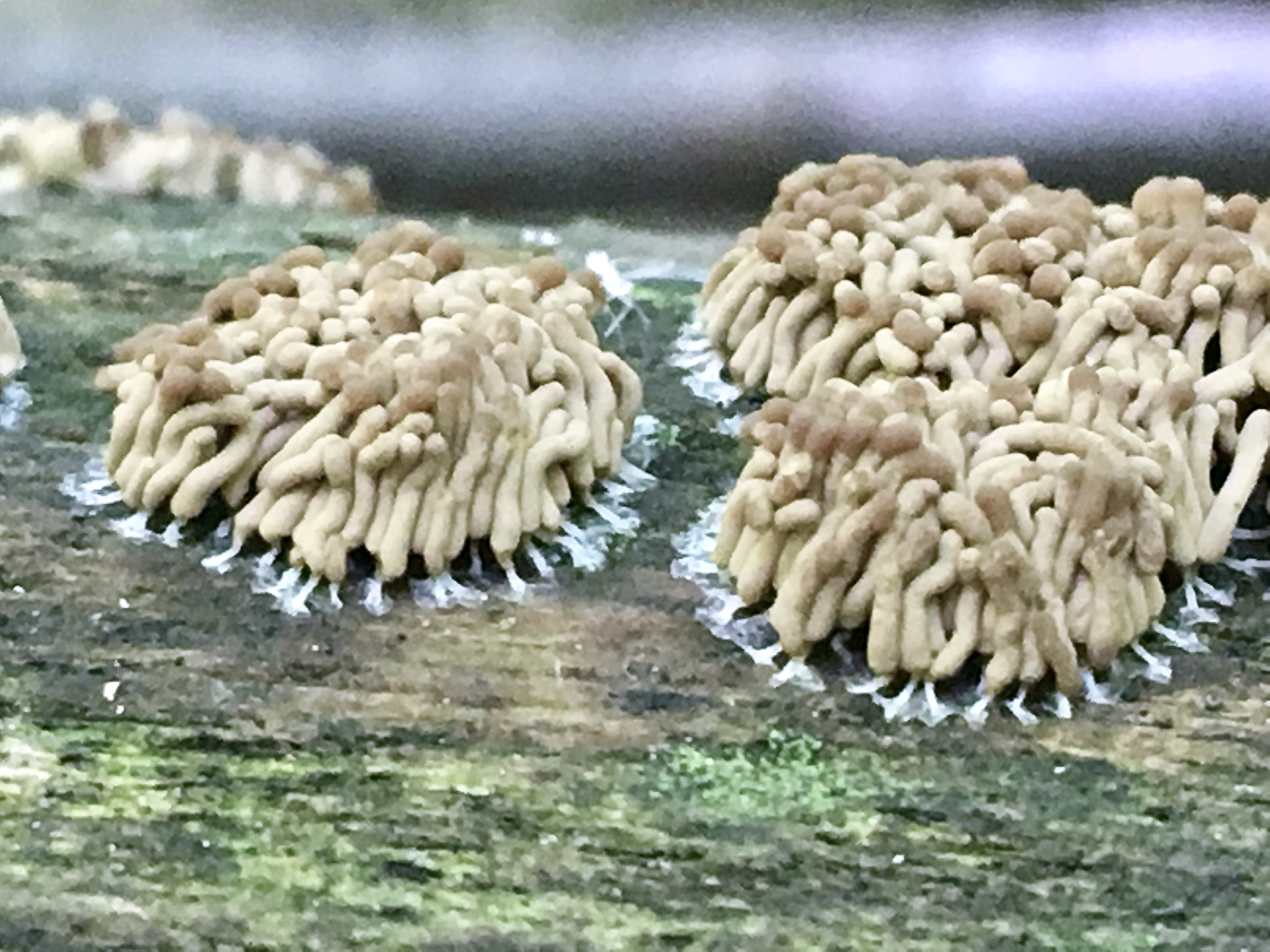 arcyria obvelata