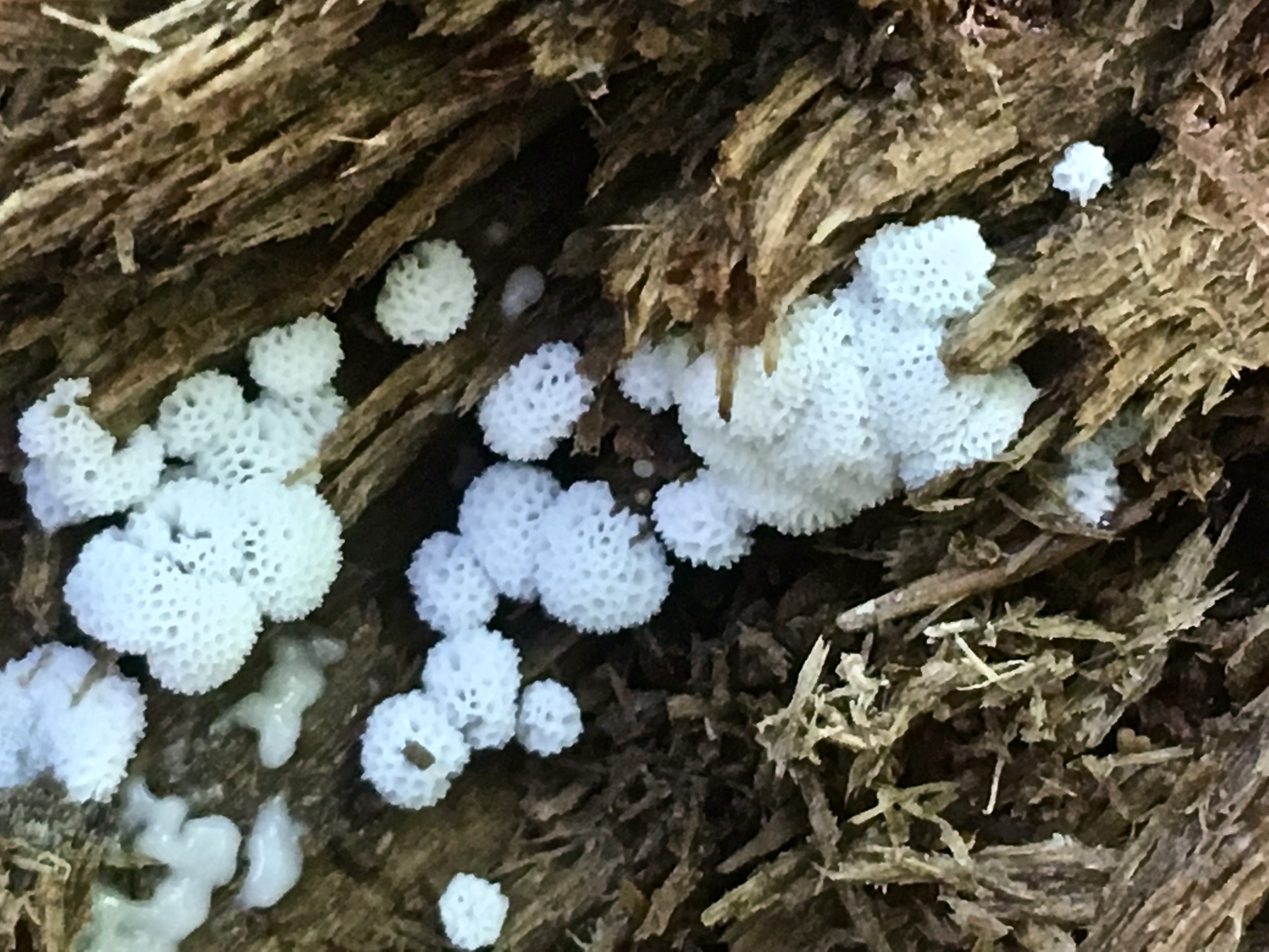 ceratiomyxa fruticulosa var. porioides