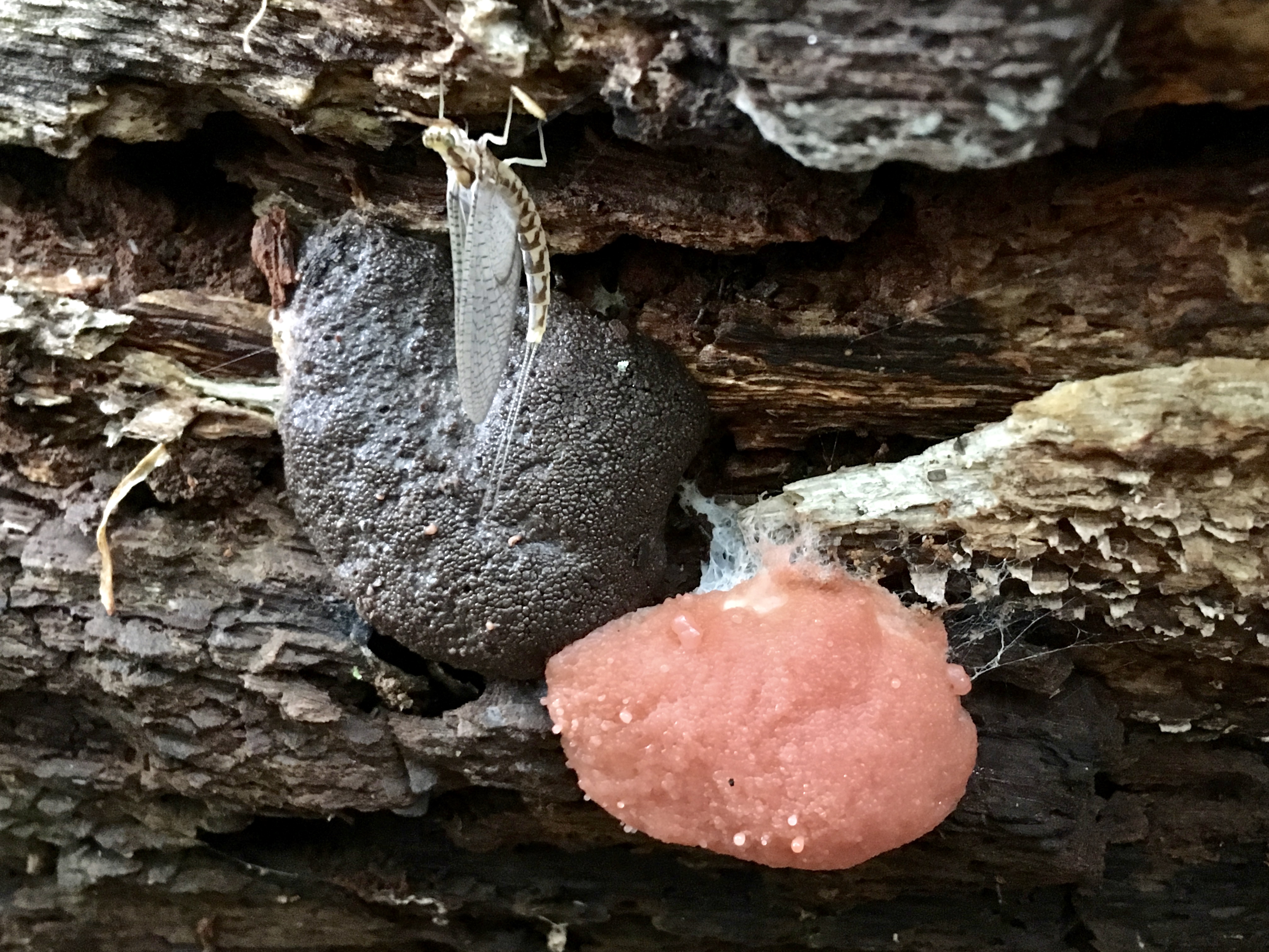 dictydiaethalium plumbeum
