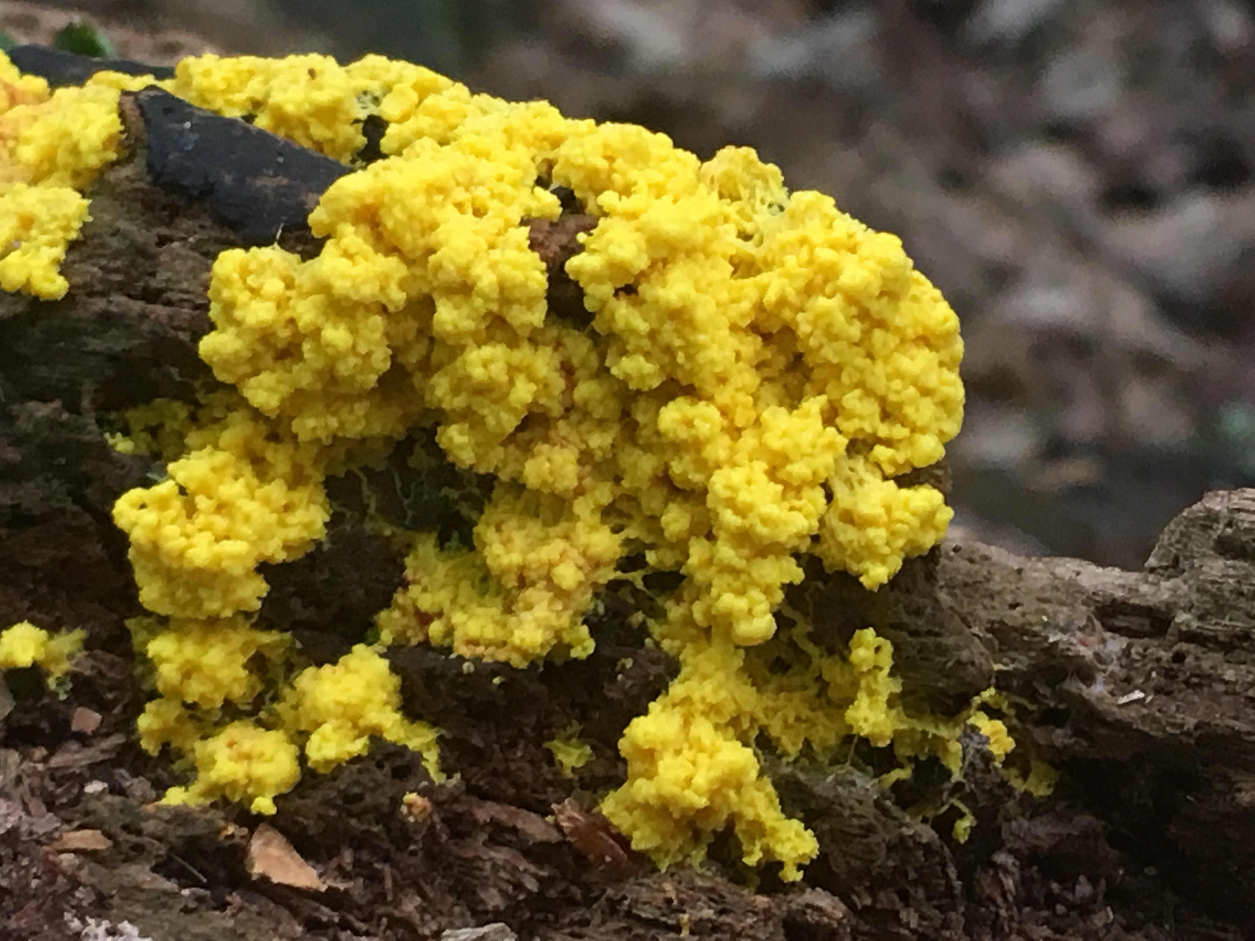 fuligo septica