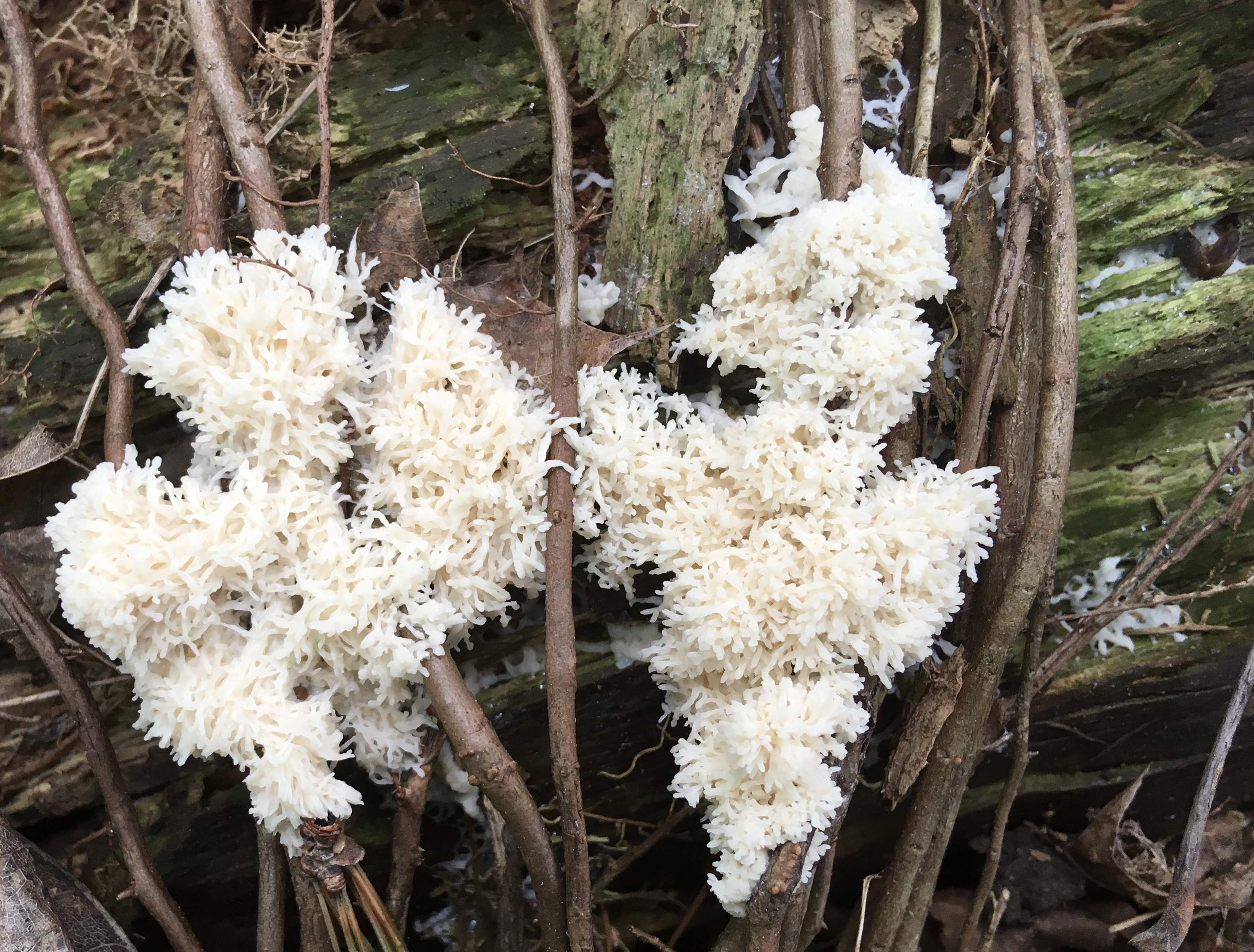 mucilago crustacea
