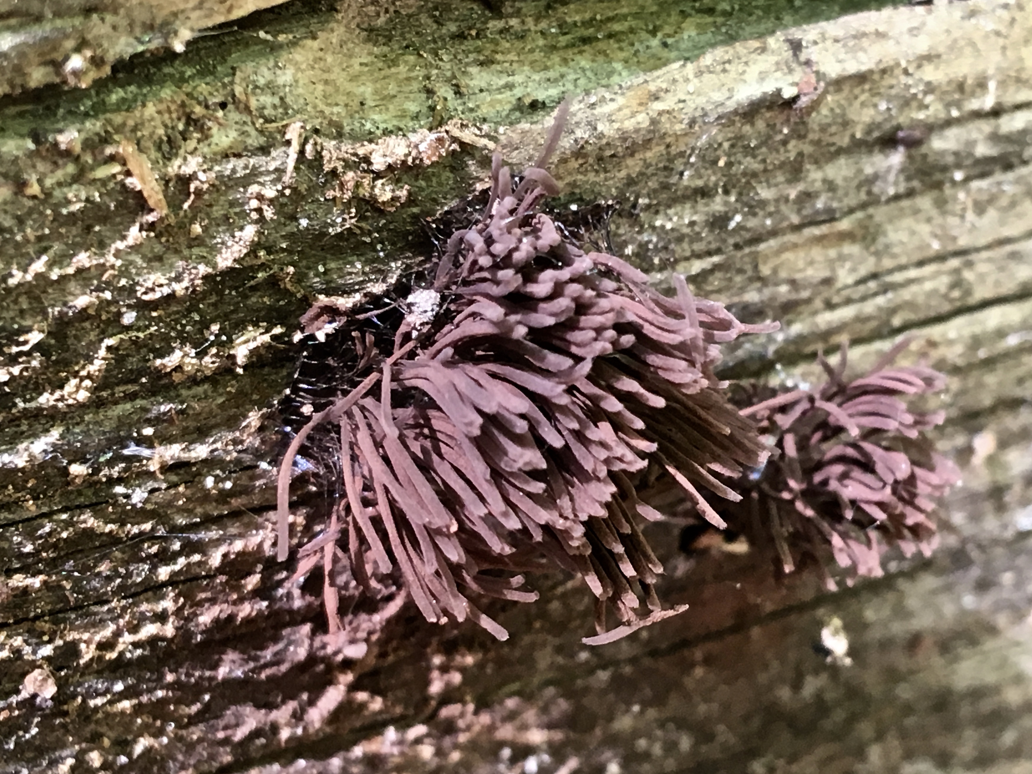 stemonitis sp.