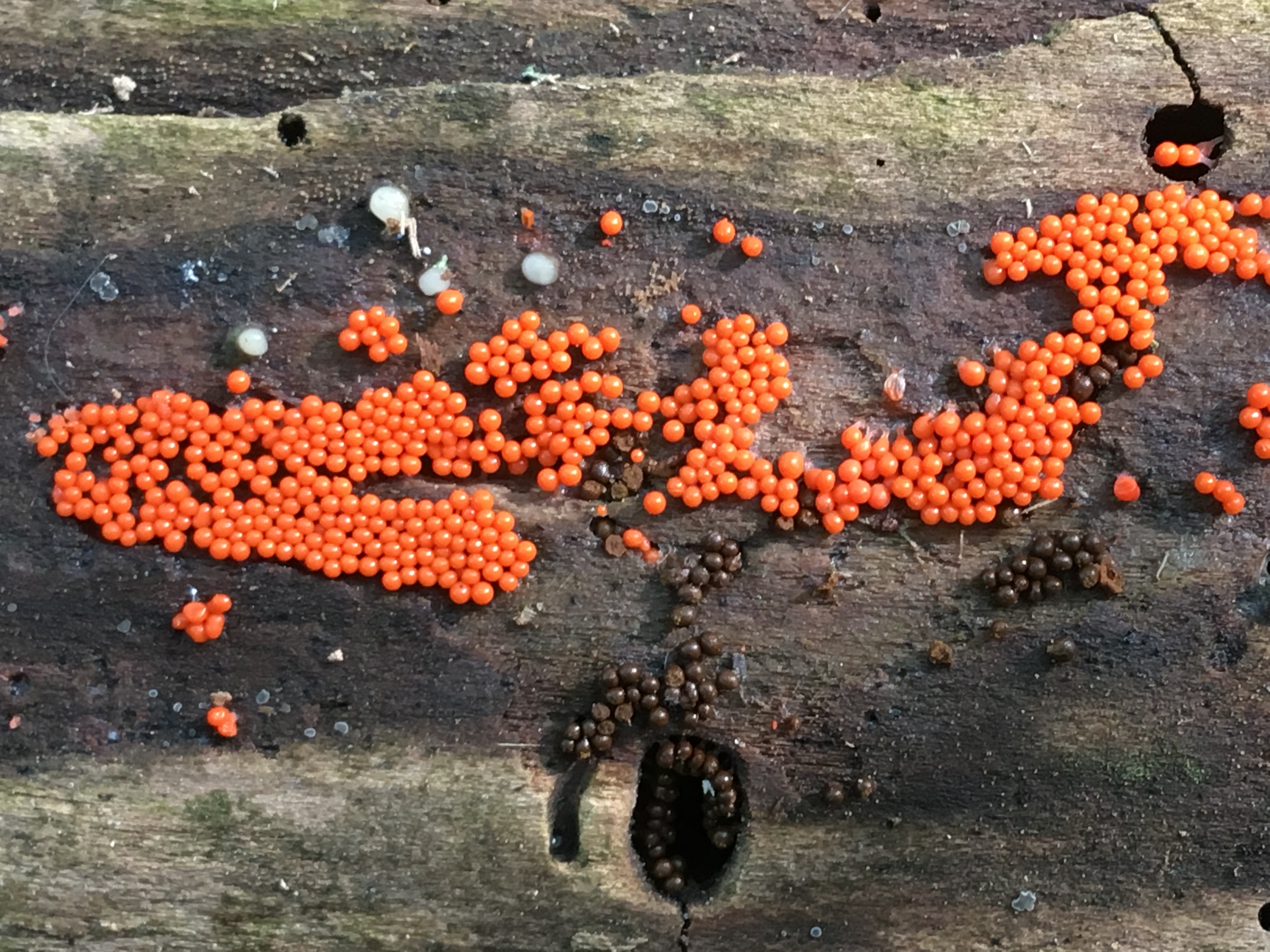 trichia decipiens
