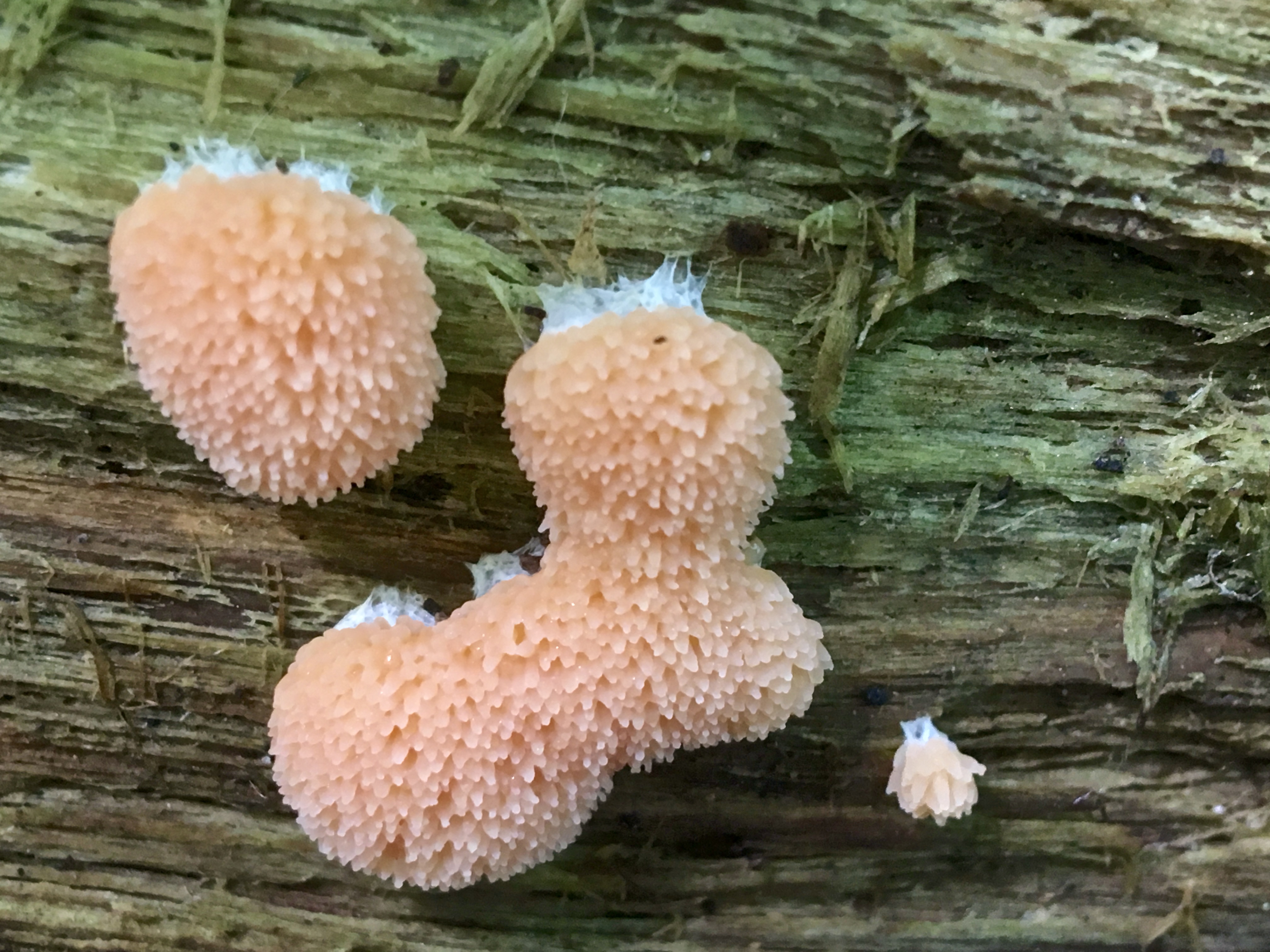 tubifera ferruginosa