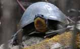 Blanding's Turtle