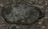 Common Musk Turtle
