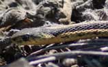 Garter Snake