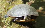 Midland Painted Turtle