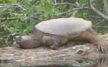 Snapping Turtle