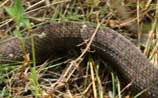Water Snake